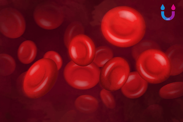 Melancarkan Peredaran Darah dan Mendukung Kesehatan Tubuh